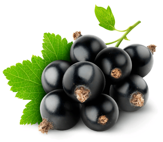 Blackcurrants in Clean Vision